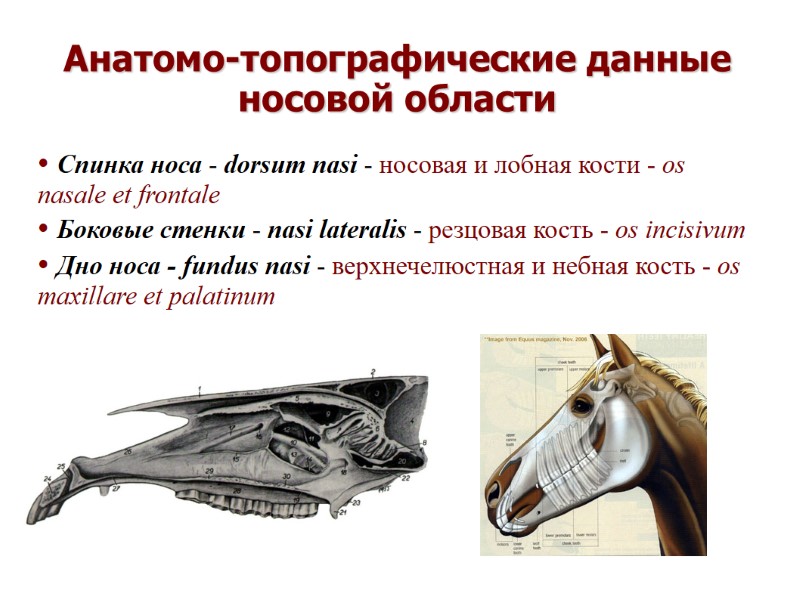 • Спинка носа - dorsum nasi - носовая и лобная кости - os nasale • Спинка носа - dorsum nasi - носовая и лобная кости - os nasale